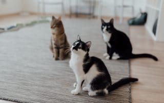 Domestic cats